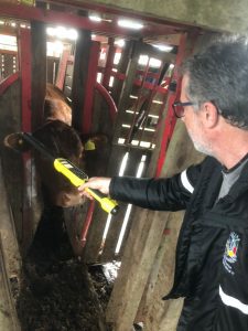 Rastreabilidade-bovina