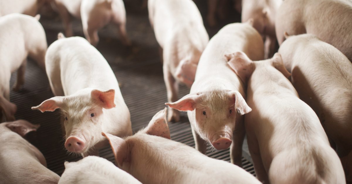 Carne suína atinge competitividade histórica frente à bovina, diz Cepea