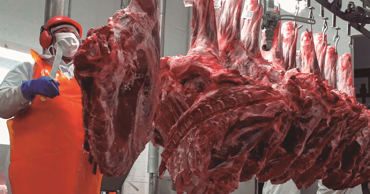 Escalas de abate estão mais curtas, mas ainda em patamar confortável, diz Agrifatto