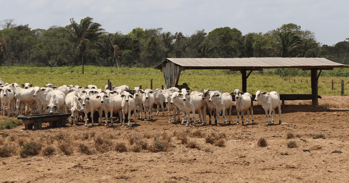 Famato alerta para risco de falta de sal mineral para bovinos