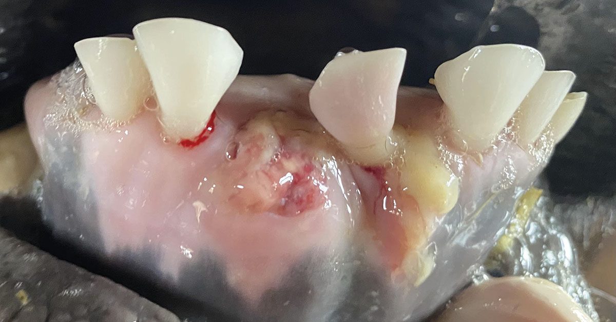 Gengiva de novilha com inflamação severa