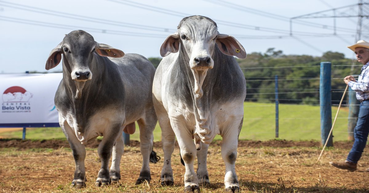 BRAHMAN