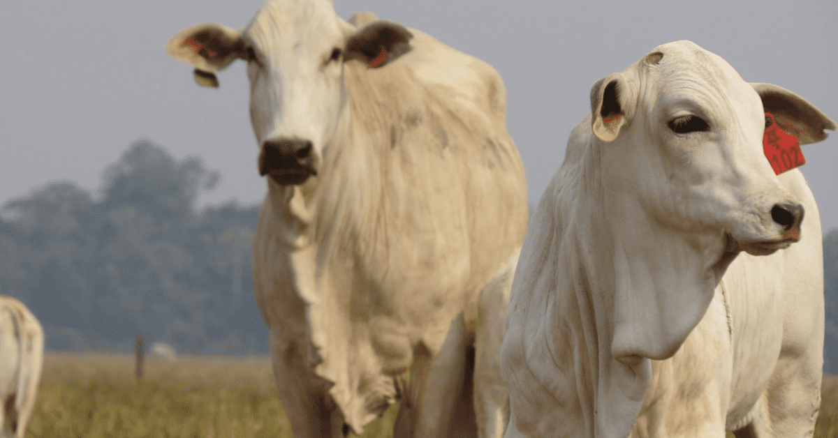 A prenhez da sua fazenda pode ir além com manejo eficiente