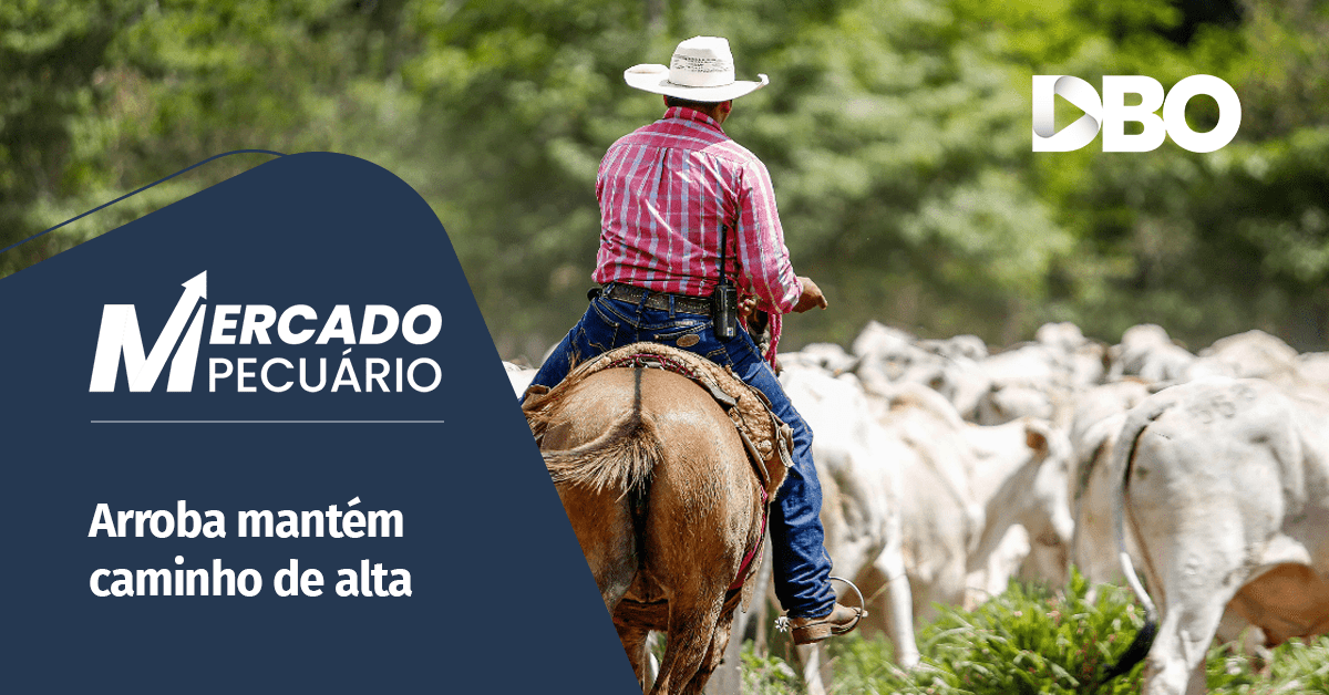 Peão manejando o boi gordo em fazenda de pecuária de corte.