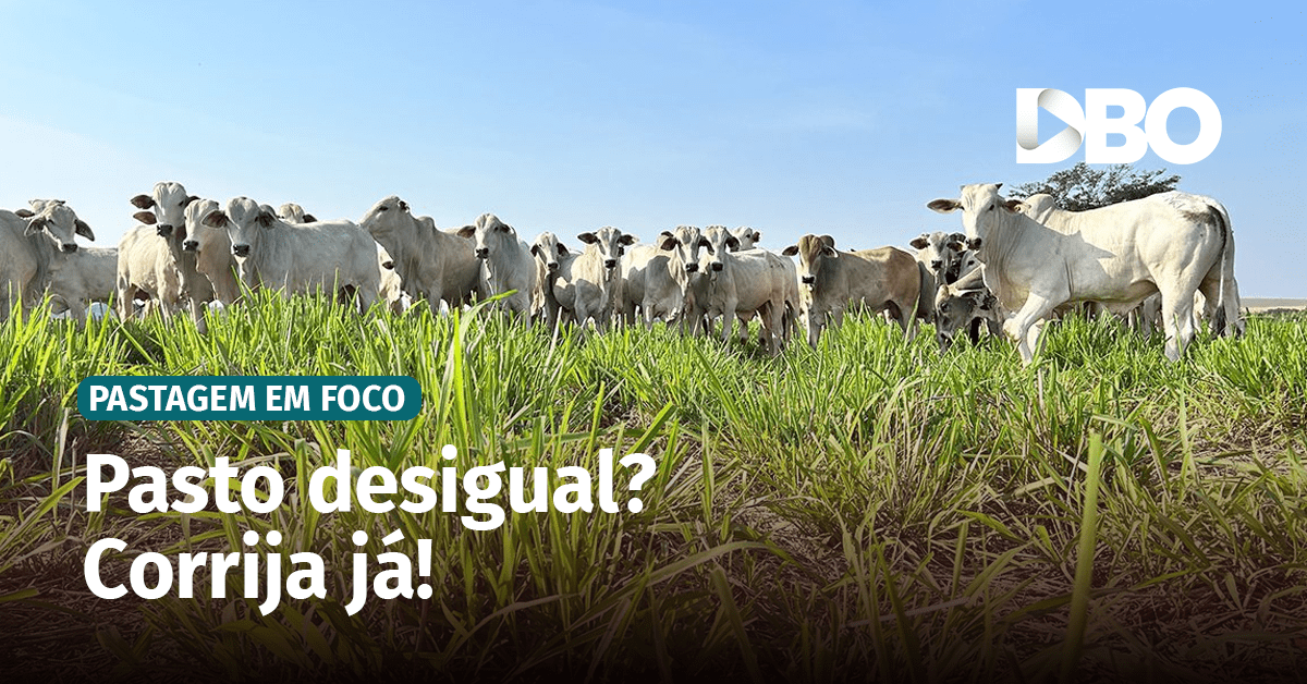 Gado no pasto.