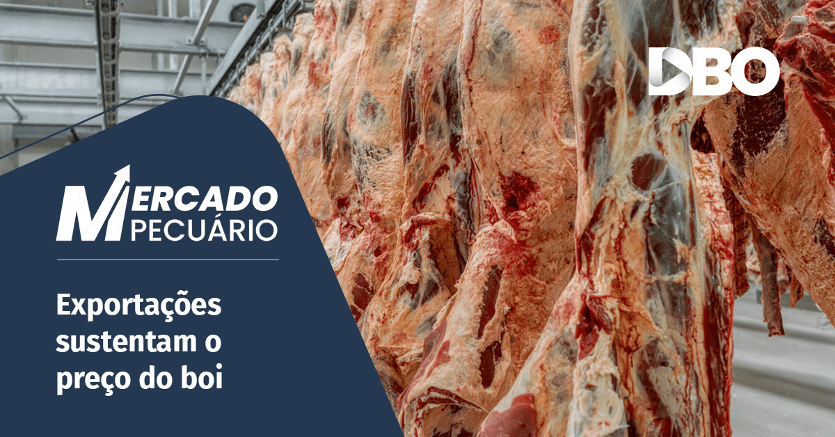 Exportações sustentam o preço do boi
