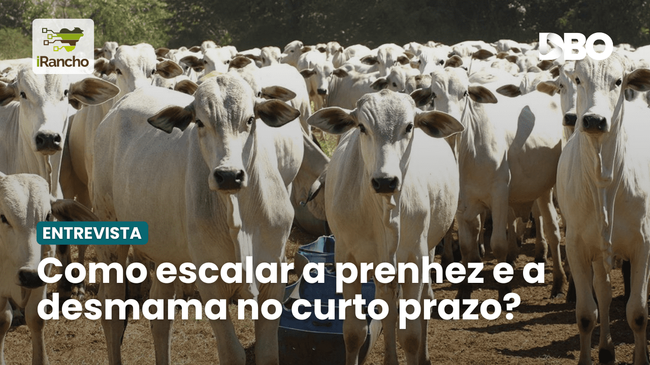 especialista fala sobre dados na cria