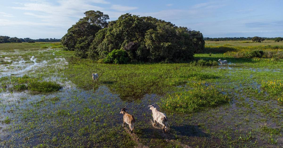 Pantanal