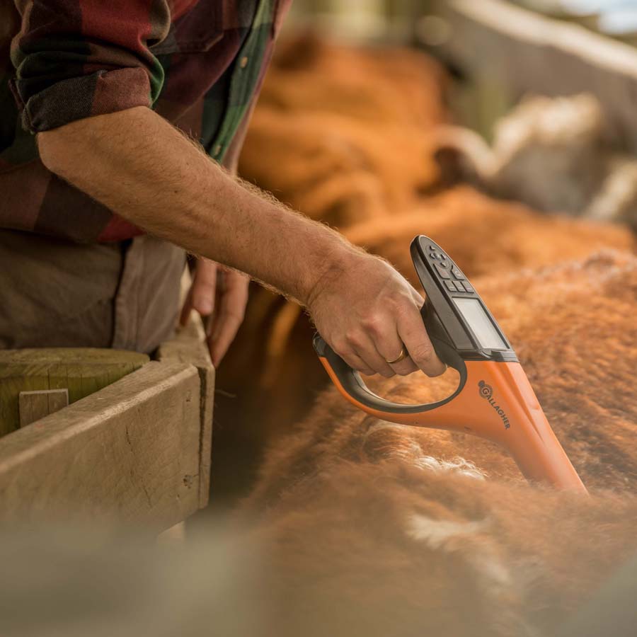Cattle recorded with HR5