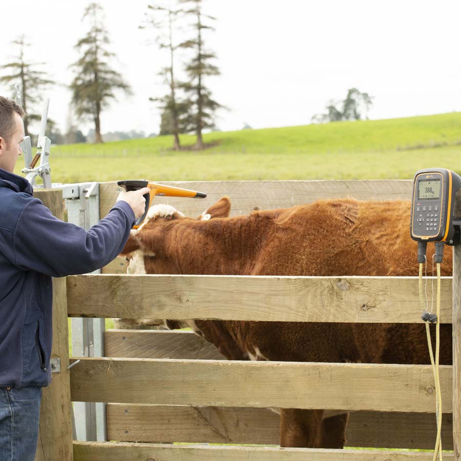 G025 W-1 Cattle Lifestyle HIRES-4865 - Edited