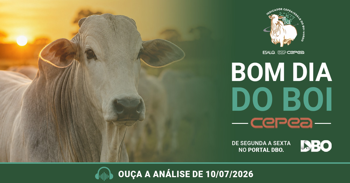 Frigoríficos encontram dificuldade para comprar boi gordo em São Paulo