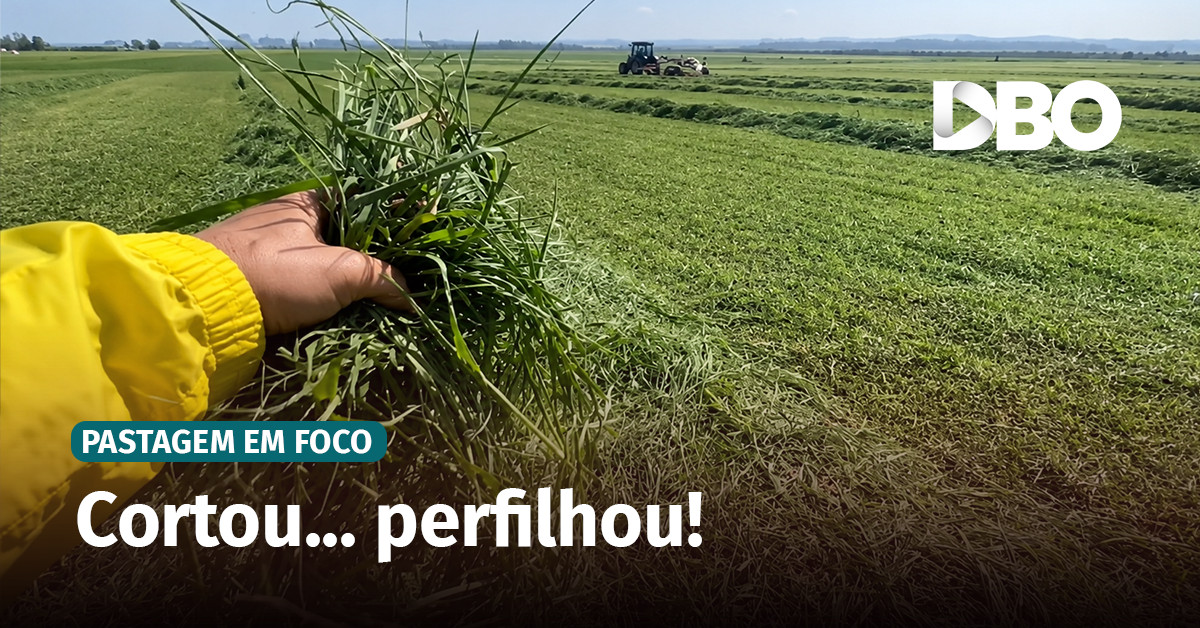 Por que cortar o capim aumenta o perfilhamento?