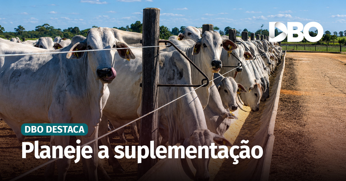 Suplementação intensiva: por que a adaptação dos bovinos é decisiva